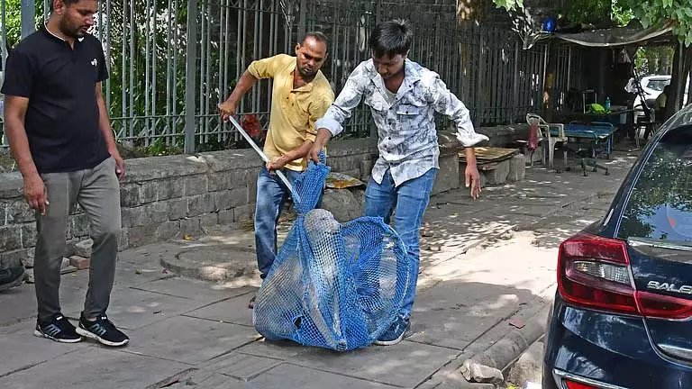2025 में अब तक रेबीज के 49 मामले, 65,000 से ज्यादा कुत्तों की नसबंदी: एमसीडी 2025 में अब तक रेबीज के 49 मामले, 65,000 से ज्यादा कुत्तों की नसबंदी: एमसीडी