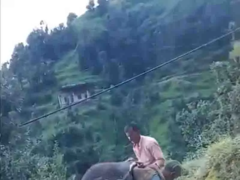 Shillai के ग्रामीणों ने मरती हुई गाय को बचाने के लिए भूस्खलन का सामना किया Shillai के ग्रामीणों ने मरती हुई गाय को बचाने के लिए भूस्खलन का सामना किया