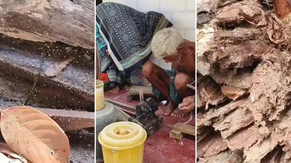 दैनिक जीवन प्रभावित, चींटियों के इस आक्रमण से लोग दहशत में दैनिक जीवन प्रभावित, चींटियों के इस आक्रमण से लोग दहशत में