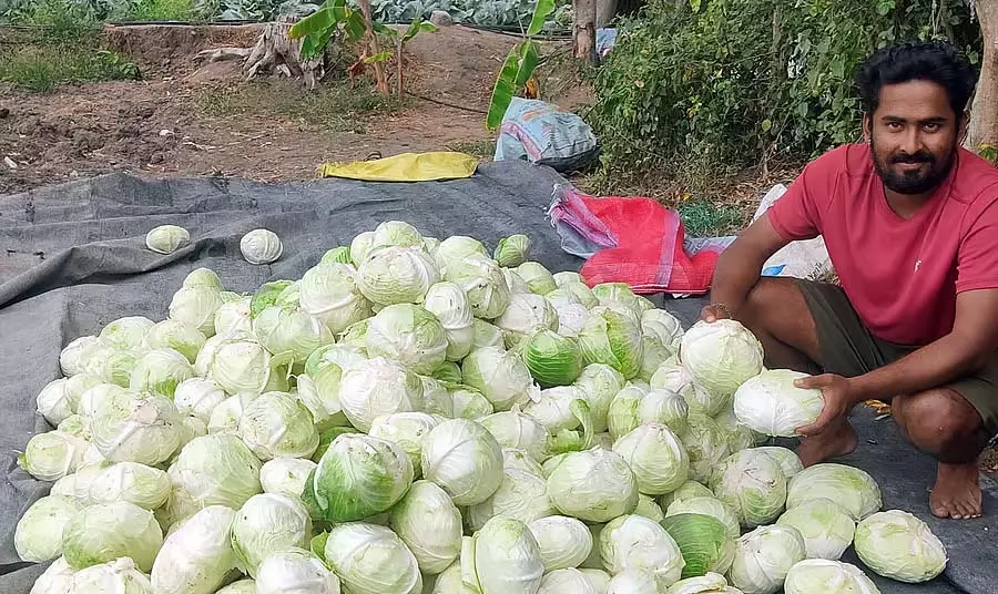 Karnataka : गरीबी में गोभी किसान Karnataka : गरीबी में गोभी किसान