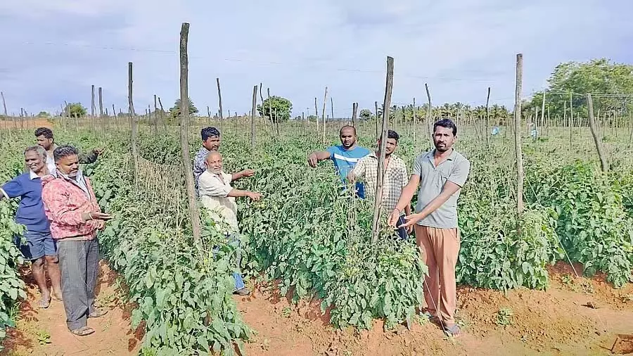 Karnataka : बदमाशों ने टमाटर की फसल पर खरपतवारनाशक का छिड़काव किया Karnataka : बदमाशों ने टमाटर की फसल पर खरपतवारनाशक का छिड़काव किया
