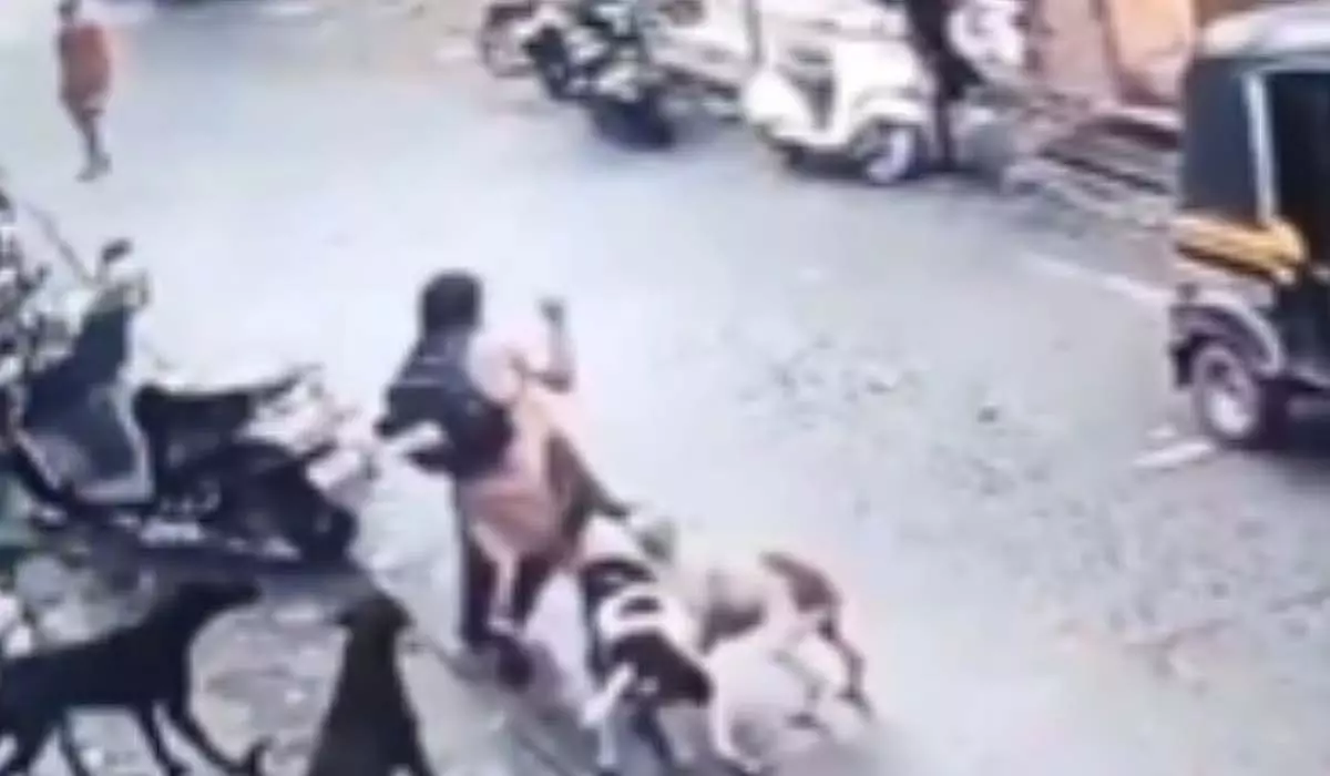Ulhasnagar : सड़क पर कुत्तों का जानलेवा हमला, बच्ची की जान बची Ulhasnagar : सड़क पर कुत्तों का जानलेवा हमला, बच्ची की जान बची