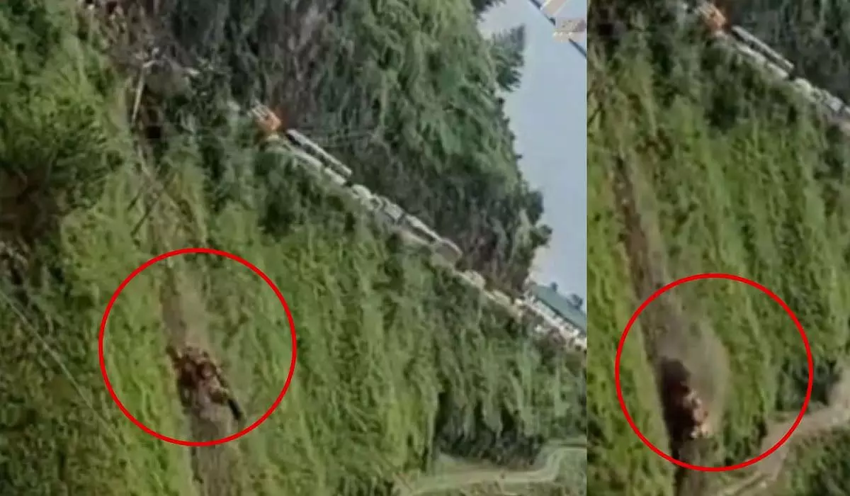 शिमला में सड़क से मलबा साफ करते समय 300 मीटर गहरी खाई में गिरा बुलडोजर शिमला में सड़क से मलबा साफ करते समय 300 मीटर गहरी खाई में गिरा बुलडोजर