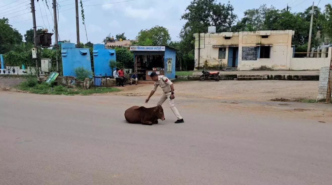 लापरवाह मवेशी मालिकों के खिलाफ दुर्ग पुलिस की सख्त कार्रवाई लापरवाह मवेशी मालिकों के खिलाफ दुर्ग पुलिस की सख्त कार्रवाई
