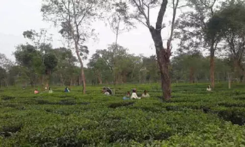 डुआर्स में चार केंद्रीय सरकारी उपक्रम चाय बागानों पर 10 करोड़ रुपये का PF बकाया