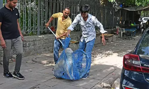 2025 में अब तक रेबीज के 49 मामले, 65,000 से ज्यादा कुत्तों की नसबंदी: एमसीडी 2025 में अब तक रेबीज के 49 मामले, 65,000 से ज्यादा कुत्तों की नसबंदी: एमसीडी