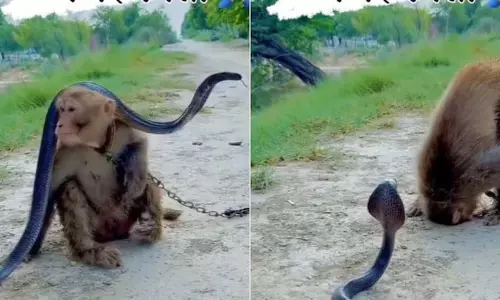 बंदर ने खतरनाक सांप के सामने झुकाया सिर, जमकर वायरल हुआ VIDEO
