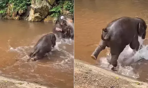 VIDEO: नन्हे हाथी ने पानी देखते ही हड़बड़ाहट में लगा दी छलांग, फिर जो हुआ...