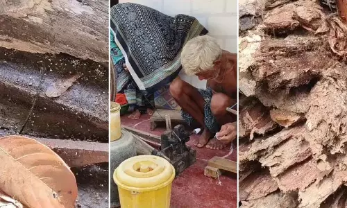 दैनिक जीवन प्रभावित, चींटियों के इस आक्रमण से लोग दहशत में