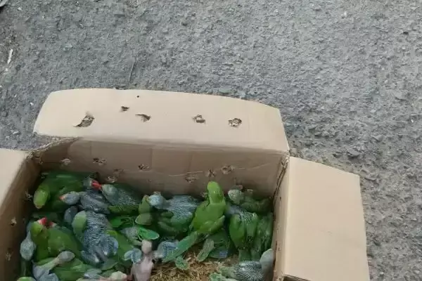 Dhanbad: तोते की तस्करी पर वन विभाग की कार्रवाई, एक तस्कर धराया, 2 दर्जन पक्षी जब्त Dhanbad: तोते की तस्करी पर वन विभाग की कार्रवाई, एक तस्कर धराया, 2 दर्जन पक्षी जब्त
