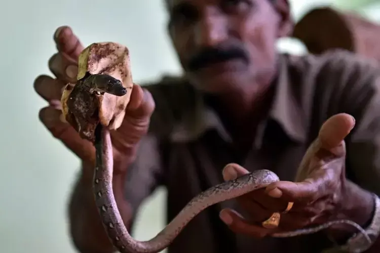 Kerala के स्कूल शिक्षकों को वन विभाग द्वारा सांपों को बचाने का प्रशिक्षण दिया जाएगा Kerala के स्कूल शिक्षकों को वन विभाग द्वारा सांपों को बचाने का प्रशिक्षण दिया जाएगा