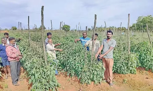 Karnataka : बदमाशों ने टमाटर की फसल पर खरपतवारनाशक का छिड़काव किया