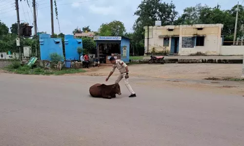 लापरवाह मवेशी मालिकों के खिलाफ दुर्ग पुलिस की सख्त कार्रवाई