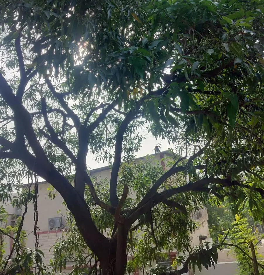 छत्तीसगढ़ में आज मौसम साफ रहने का अनुमान छत्तीसगढ़ में आज मौसम साफ रहने का अनुमान