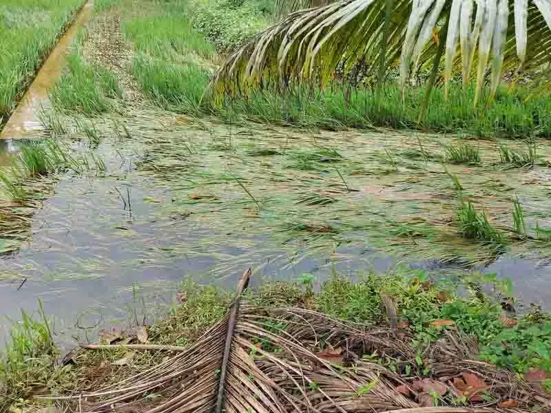 Kapurthala में बाढ़ से हजारों एकड़ जमीन तबाह, किसानों ने तत्काल राहत की मांग की Kapurthala में बाढ़ से हजारों एकड़ जमीन तबाह, किसानों ने तत्काल राहत की मांग की