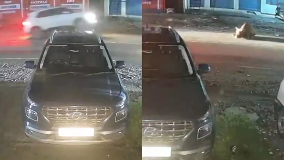 शिमला-मटौर हाईवे पर सांड को घसीटती कार, सीसीटीवी में कैद नजारा शिमला-मटौर हाईवे पर सांड को घसीटती कार, सीसीटीवी में कैद नजारा