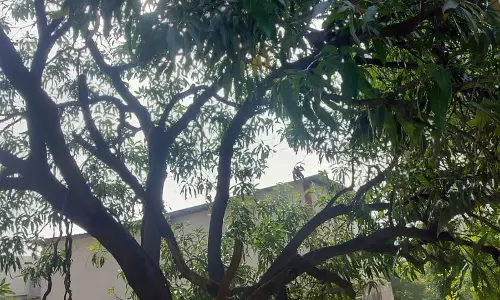 छत्तीसगढ़ में आज मौसम साफ रहने का अनुमान छत्तीसगढ़ में आज मौसम साफ रहने का अनुमान