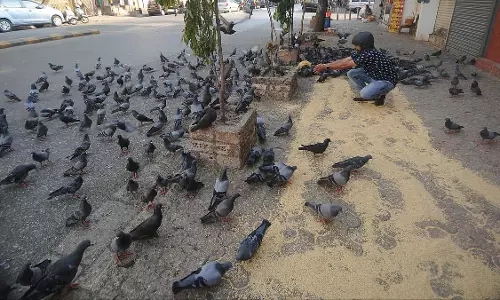 माहिम में कबूतरों को दाना खिलाने के आरोप में BNS के तहत FIR दर्ज, हाईकोर्ट के आदेश का उल्लंघन माहिम में कबूतरों को दाना खिलाने के आरोप में BNS के तहत FIR दर्ज, हाईकोर्ट के आदेश का उल्लंघन