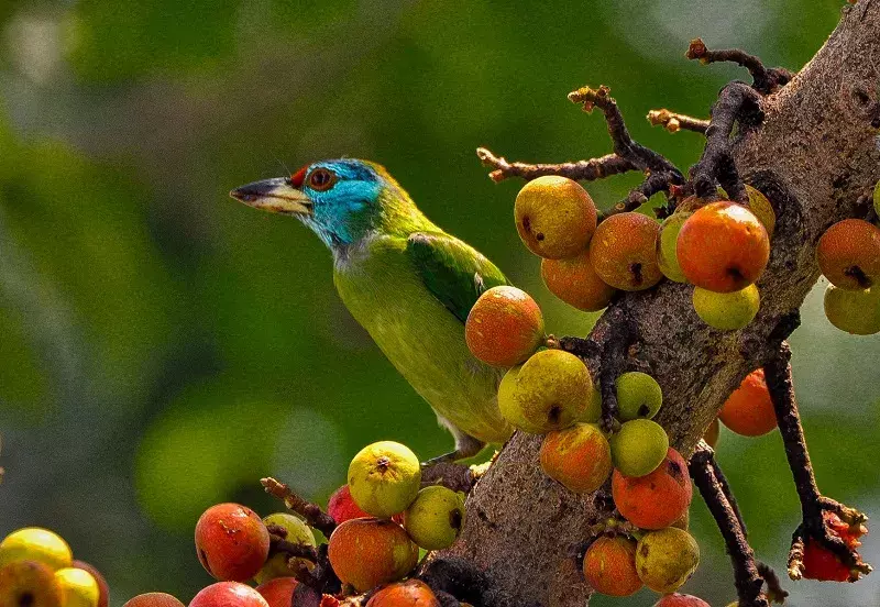 Assam : गुवाहाटी स्थित राजभवन शहरी जैव विविधता का आदर्श बना Assam : गुवाहाटी स्थित राजभवन शहरी जैव विविधता का आदर्श बना