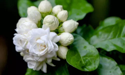 Mogra Plant Vastu Direction: चमेली का पौधा घर में धन और प्रेम बढ़ाता है