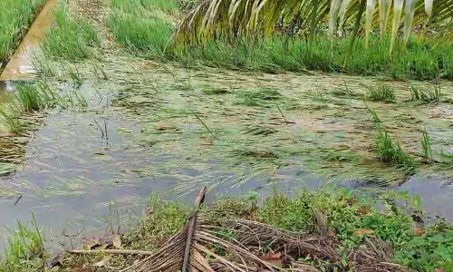 Kapurthala में बाढ़ से हजारों एकड़ जमीन तबाह, किसानों ने तत्काल राहत की मांग की