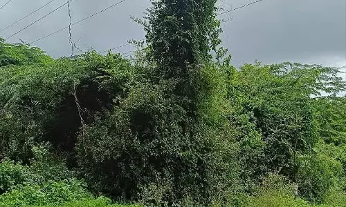 Chikkodi : खतरे को आमंत्रित करने वाली बेल Chikkodi : खतरे को आमंत्रित करने वाली बेल