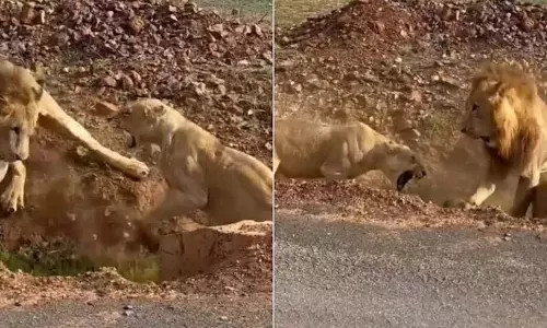 VIDEO: शेर पर भारी पड़ी शेरनी, फिर जो हुआ...