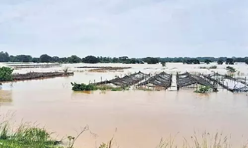 Kendrapara में बाढ़ से धान की पौध और सब्जी की फसल को नुकसान
