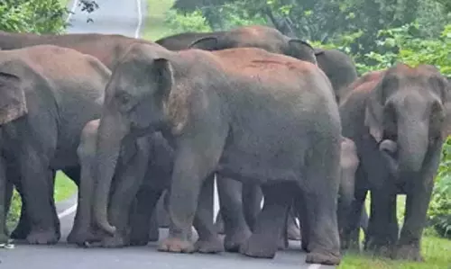 Odisha: हिंडोल रेंज में हाथी ने 73 वर्षीय बुजुर्ग को कुचला