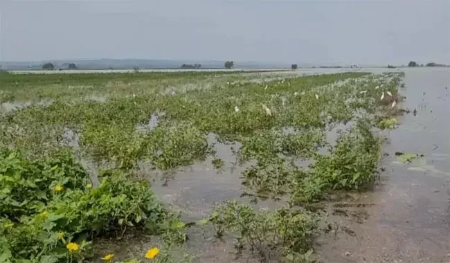 Auraiya: किसानों की फसलें डूबीं, यमुना-चंबल बाढ़ के बाद मुआवजे की मांग उठी Auraiya: किसानों की फसलें डूबीं, यमुना-चंबल बाढ़ के बाद मुआवजे की मांग उठी