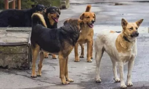 Damoh: आवारा कुत्तों के हमलों ने बढ़ाई चिंता, प्रशासन अलर्ट