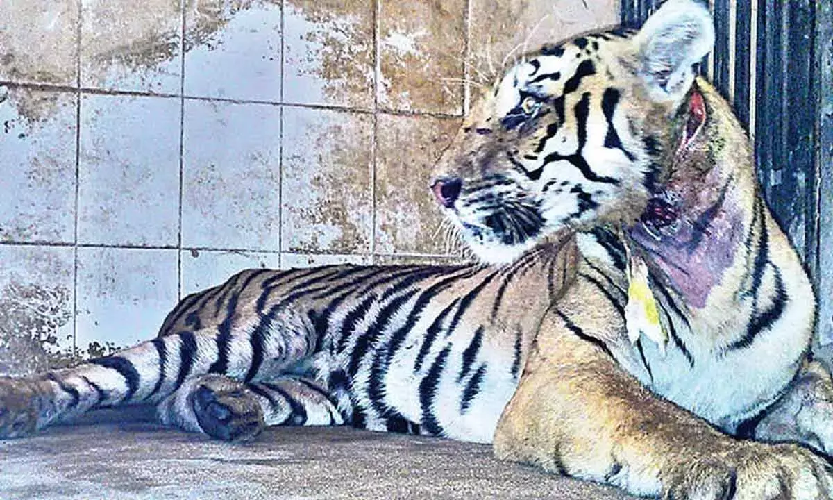 एसवी चिड़ियाघर पार्क में बचाई गई बाघिन की सेप्टिकैमिक शॉक से मौत