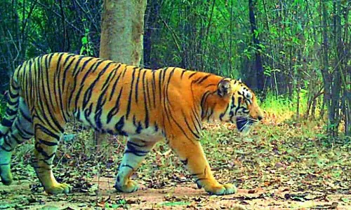 GO: 49 जो कोमाराम भीम संरक्षण रिजर्व घोषित करता है उसका एक लंबा इतिहास GO: 49 जो कोमाराम भीम संरक्षण रिजर्व घोषित करता है उसका एक लंबा इतिहास