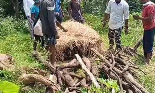 गर्भवती हिरणी की मौत, वन विभाग जांच में जुटी