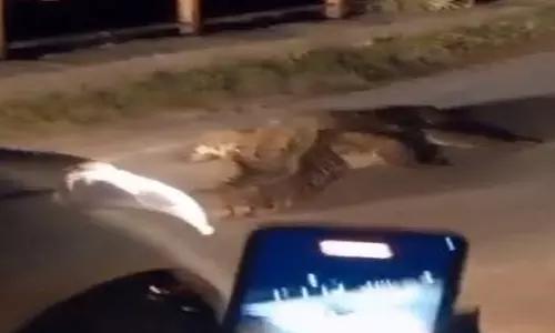 Madhya Pradesh: पुलिया पर नजर आया मगरमच्छ, वन विभाग सतर्क