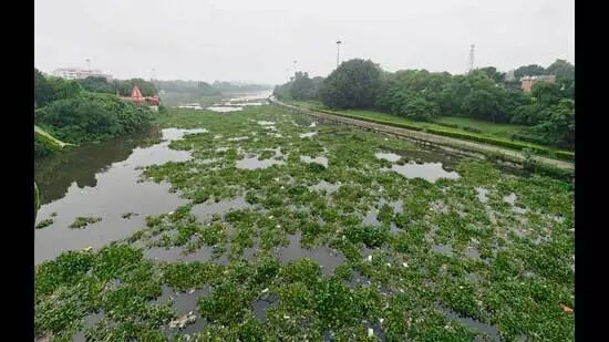 गोमती का जल प्रवाह फिर से जलकुंभी में बदल गया गोमती का जल प्रवाह फिर से जलकुंभी में बदल गया
