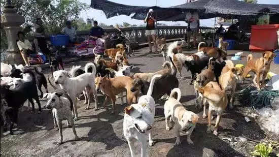 पशु क्रूरता की झूठी शिकायतों में बढ़ोतरी, वन विभाग की मुश्किलें बढ़ीं पशु क्रूरता की झूठी शिकायतों में बढ़ोतरी, वन विभाग की मुश्किलें बढ़ीं