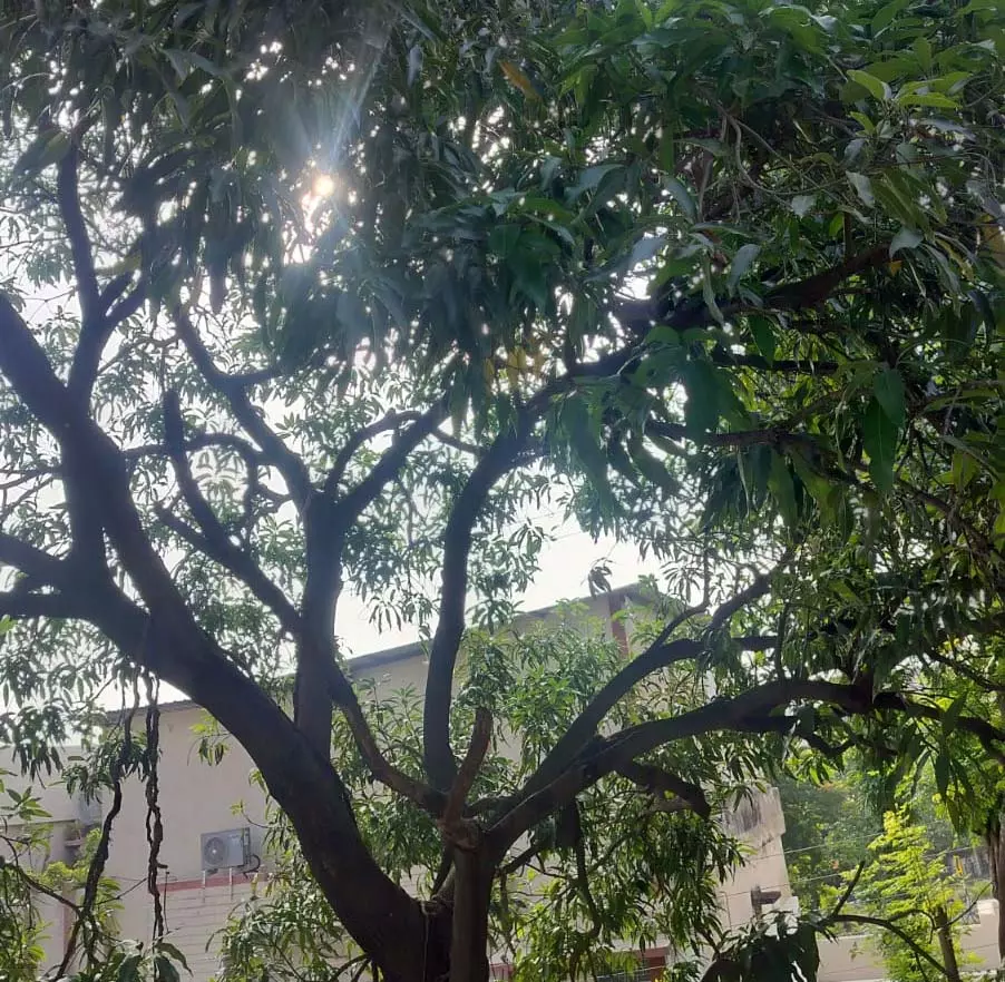 उमस से लोग परेशान, कल से थमी है बारिश उमस से लोग परेशान, कल से थमी है बारिश