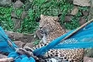 मुर्गी खाने के चक्कर में तार में फंसा तेंदुआ, वन विभाग की टीम मौके पर मुर्गी खाने के चक्कर में तार में फंसा तेंदुआ, वन विभाग की टीम मौके पर