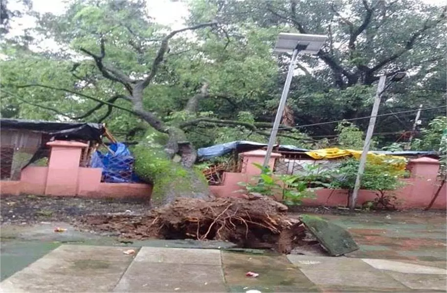 Dehradun: विशाल पेड़ गिरने से दुकान तबाह, अफरा-तफरी Dehradun: विशाल पेड़ गिरने से दुकान तबाह, अफरा-तफरी