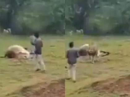 भावनगर में व्यक्ति ने शेर के साथ फोटो खिंचवाने की कोशिश की, हमले से बचा भावनगर में व्यक्ति ने शेर के साथ फोटो खिंचवाने की कोशिश की, हमले से बचा