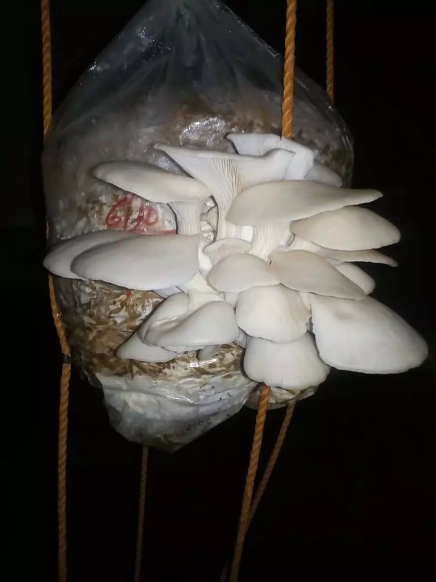 Karnataka : श्रावण मास में मशरूम की मांग बढ़ती है Karnataka : श्रावण मास में मशरूम की मांग बढ़ती है