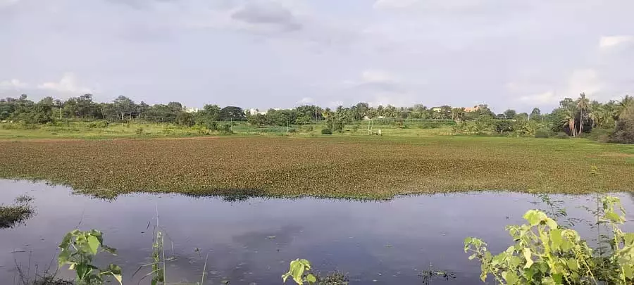 Harohalli : जक्कासंद्रा का होसाकेरे पानी प्रदूषित है Harohalli : जक्कासंद्रा का होसाकेरे पानी प्रदूषित है