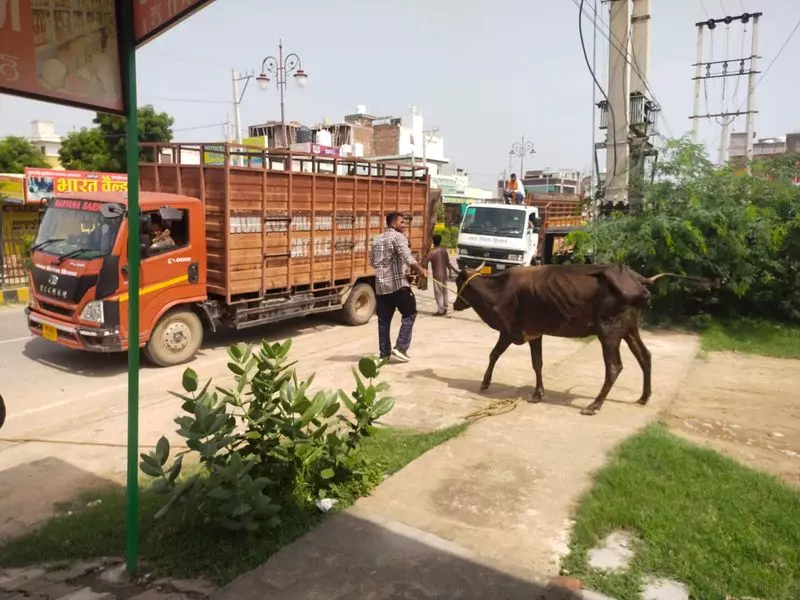 Hisar : 3 दिन में 121 आवारा मवेशी पकड़े गए, गौ अभयारण्य भेजे गए Hisar : 3 दिन में 121 आवारा मवेशी पकड़े गए, गौ अभयारण्य भेजे गए