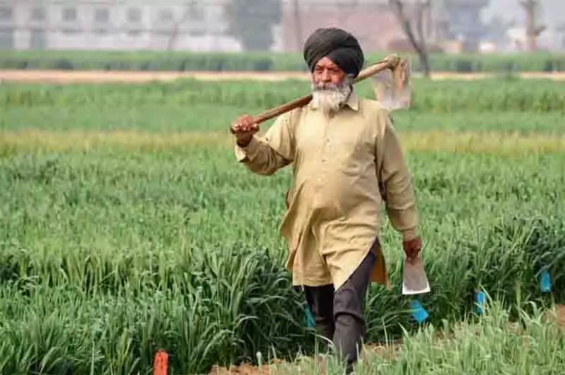 Amritsar: किसानों को नए पौध बौने विषाणु के प्रति आगाह किया गया Amritsar: किसानों को नए पौध बौने विषाणु के प्रति आगाह किया गया
