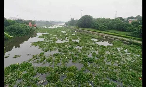 गोमती का जल प्रवाह फिर से जलकुंभी में बदल गया गोमती का जल प्रवाह फिर से जलकुंभी में बदल गया