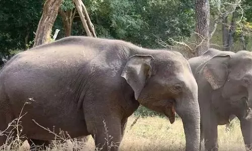 निमोनिया बीमारी से हाथी शावक की मौत