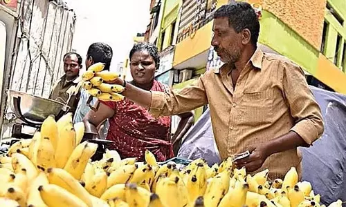 Karnataka : केले के दाम आसमान पर, 1 किलो इलायची वाला केला 120 रुपये तक बिका Karnataka : केले के दाम आसमान पर, 1 किलो इलायची वाला केला 120 रुपये तक बिका