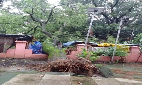 Dehradun: विशाल पेड़ गिरने से दुकान तबाह, अफरा-तफरी Dehradun: विशाल पेड़ गिरने से दुकान तबाह, अफरा-तफरी