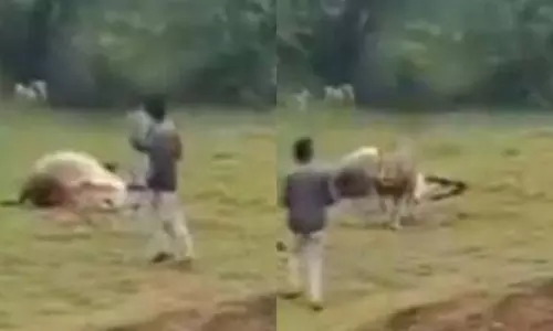भावनगर में व्यक्ति ने शेर के साथ फोटो खिंचवाने की कोशिश की, हमले से बचा